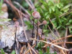 Paragymnopus perforans