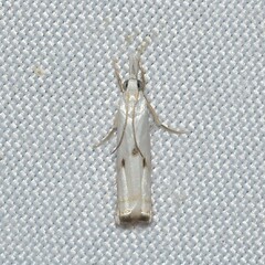 Microcrambus biguttellus