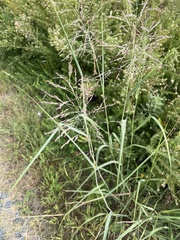 Panicum