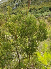 Widdringtonia nodiflora