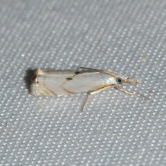 Microcrambus biguttellus
