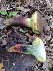 Xerocomellus ripariellus