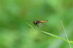 Aethriamanta brevipennis