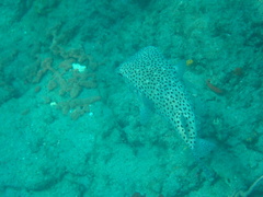 Chilomycterus reticulatus