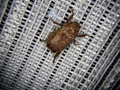 Adoretus tenuimaculatus