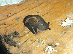 Ariophantidae
