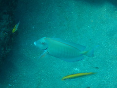 Acanthurus chirurgus