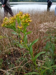 Solidago riddellii