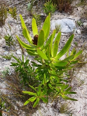 Leucadendron microcephalum