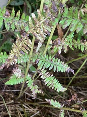 Athyrium angustum