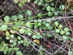 Lysimachia tenella