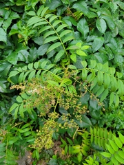 Sorbaria sorbifolia