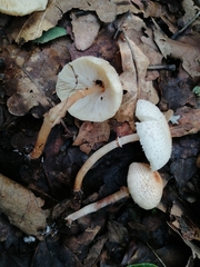 Lepiota lilacea