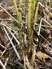 Athyrium angustum