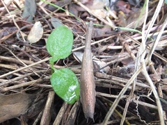 Statilia maculata maculata