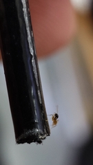 Tapinoma melanocephalum