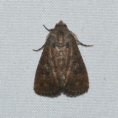 Condica