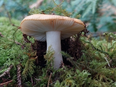 Russula ochroleuca