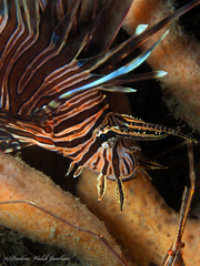 Pterois volitans