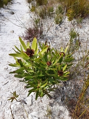 Leucadendron microcephalum