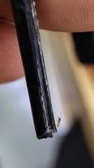 Tapinoma melanocephalum