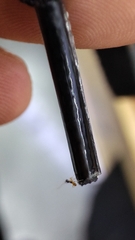 Tapinoma melanocephalum