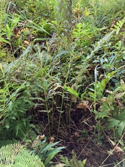 Athyrium angustum