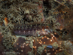 Parablennius marmoreus