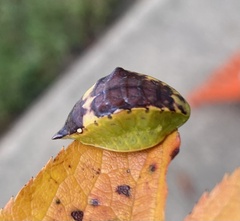 Prolimacodes badia