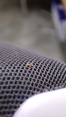 Tapinoma melanocephalum