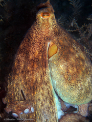 Octopus americanus