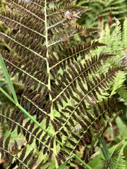 Athyrium angustum