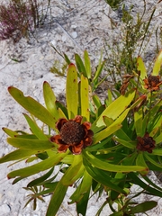 Leucadendron microcephalum