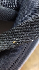 Tapinoma melanocephalum