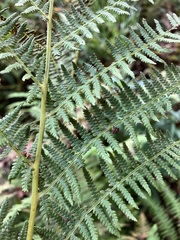 Athyrium angustum