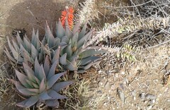 Aloe claviflora
