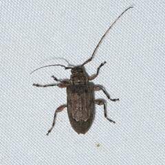 Astylopsis arcuata