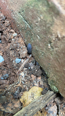 Armadillidium nasatum
