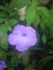 Achimenes longiflora