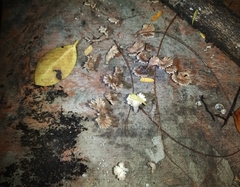 Xylaria flabelliformis