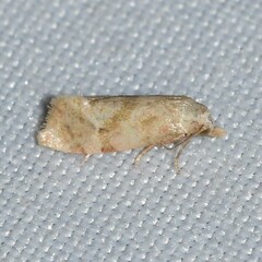 Platphalonidia magdalenae