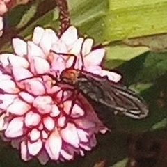 Plecia