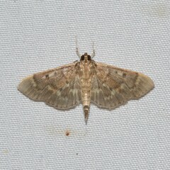 Psara obscuralis