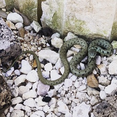 Natrix astreptophora