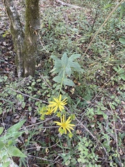 Silphium