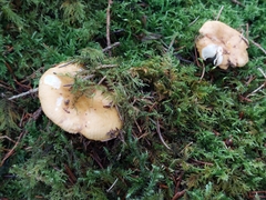 Russula ochroleuca