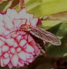 Plecia