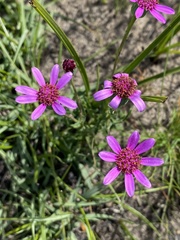 Senecio speciosus