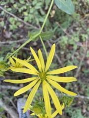 Silphium