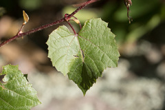 Vitis arizonica